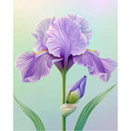 Purple Iris Serenade