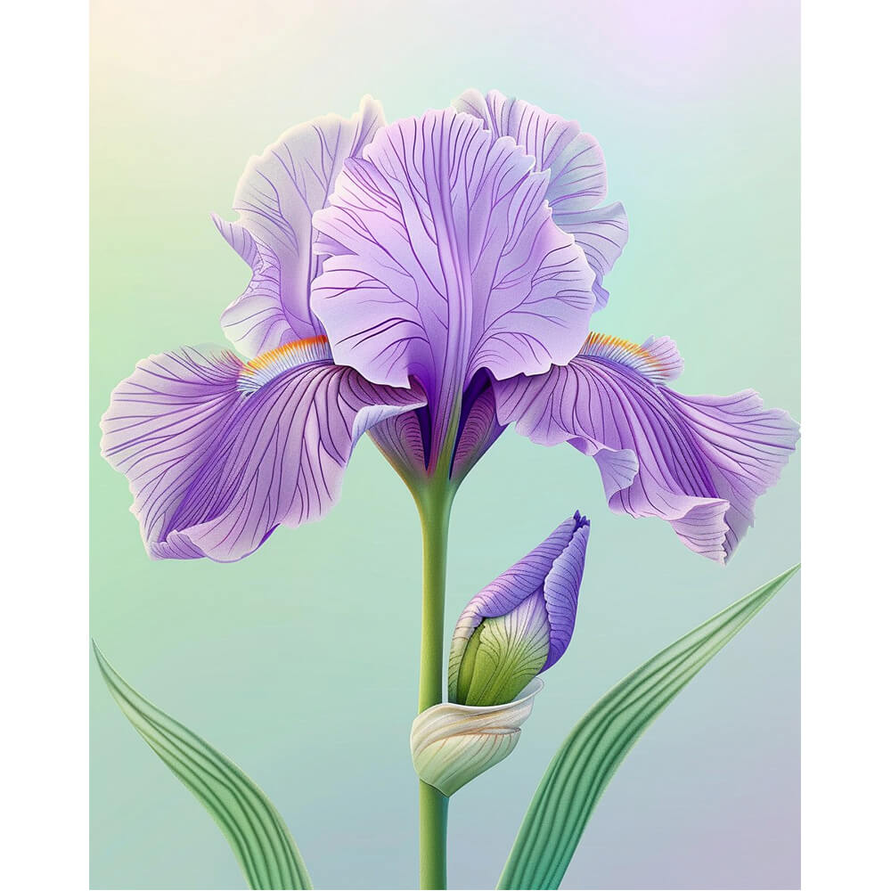 Purple Iris Serenade